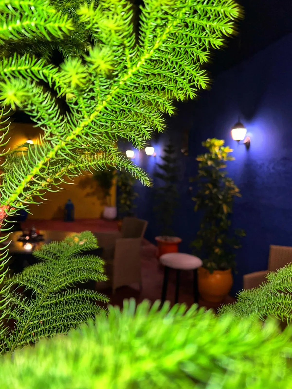 The terrace at night, through the plants
